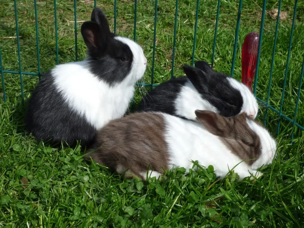 Dutch Rabbit