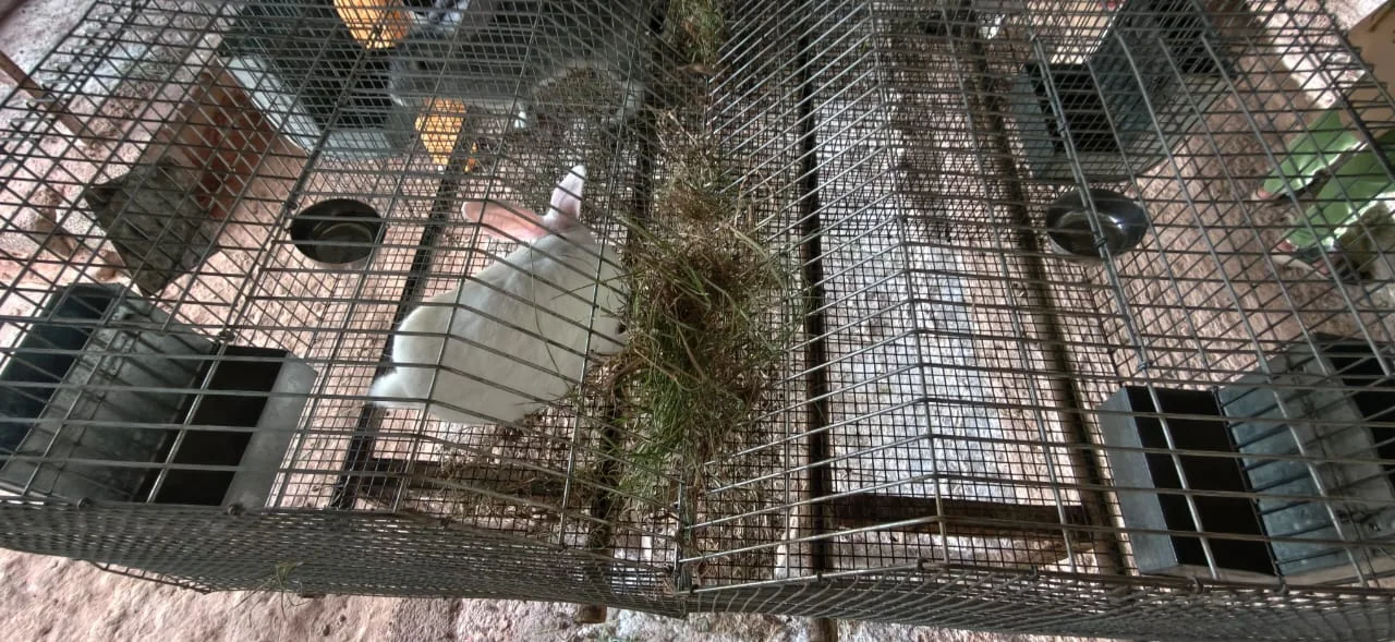 Rabbit farming facility at FARM PLUS FARM, view 1