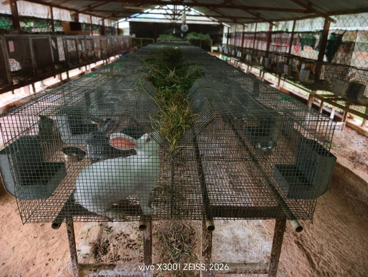 Rabbit farming facility at FARM PLUS FARM, view 7