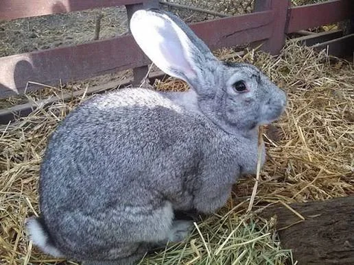 Giant Chinchilla