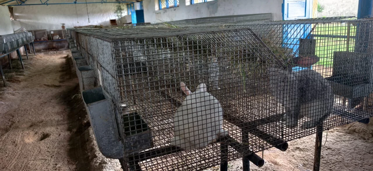 Rabbit farming facility at FARM PLUS FARM, view 3