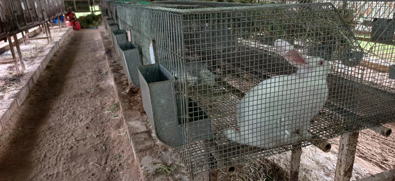Rabbit farming facility at FARM PLUS FARM, view 6
