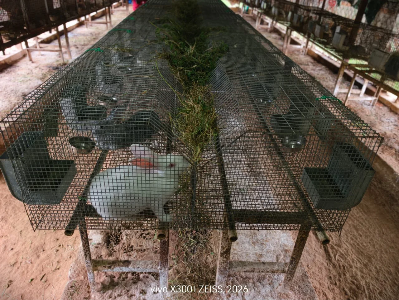 Rabbit farming facility at FARM PLUS FARM, view 5