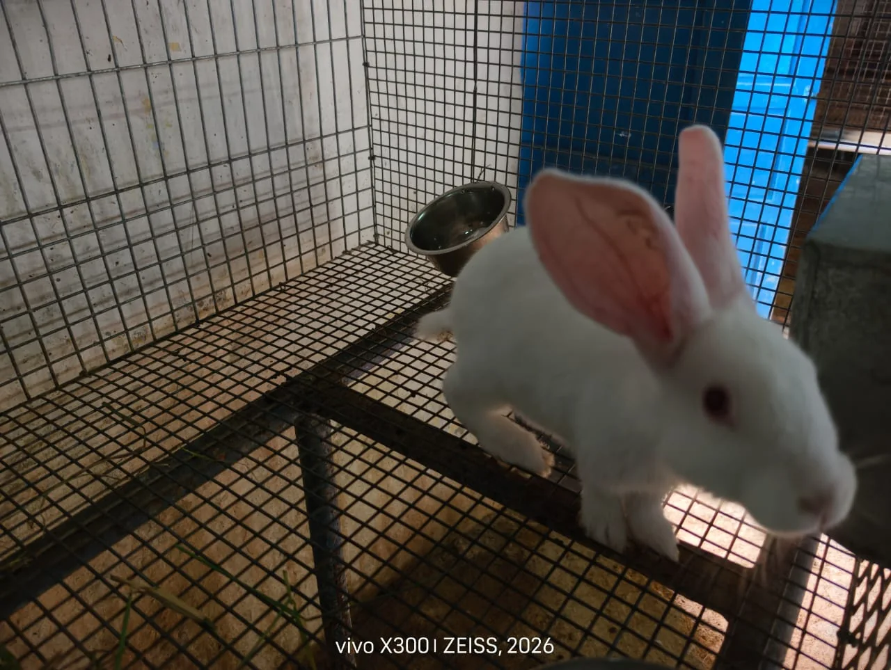 Rabbit farming facility at FARM PLUS FARM, view 2