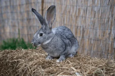Soviet Chinchilla