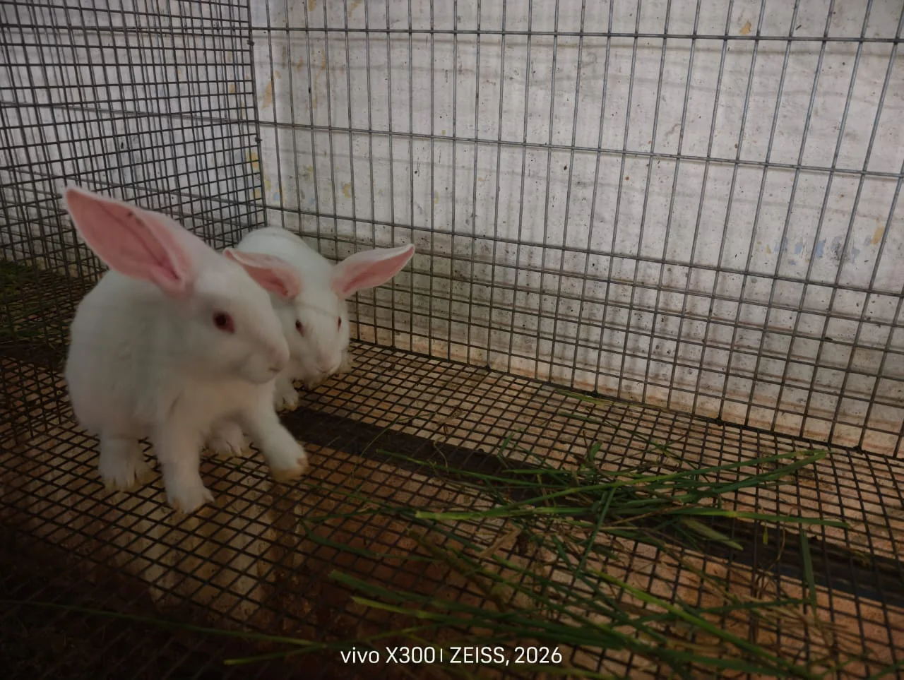 Rabbit at FARM PLUS FARM breeding facility